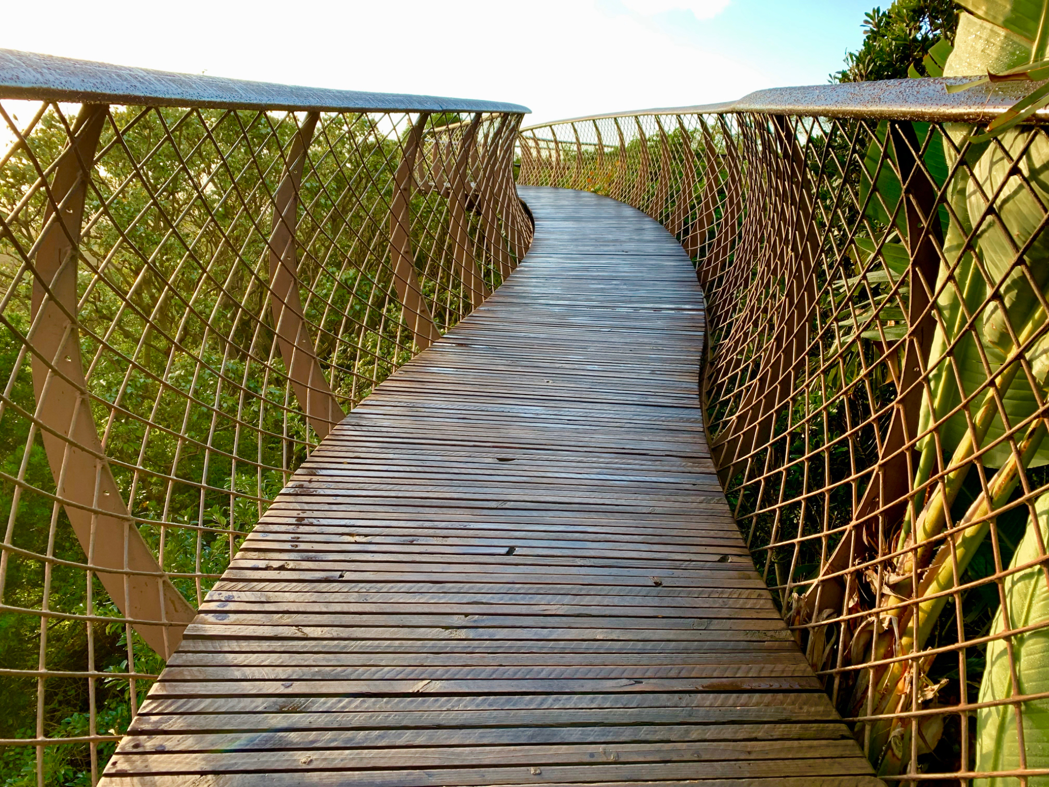 Treetop walk